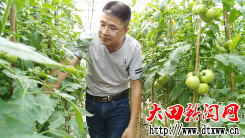 刘永强在精心管理即将上市的西红柿.jpg