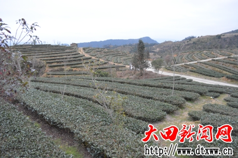 绿色生态的铜盘盂茶园.jpg