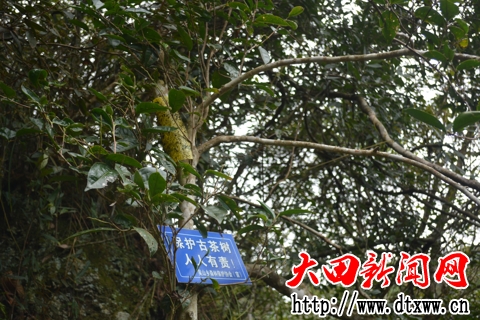 大寨山的野生古茶树2.jpg