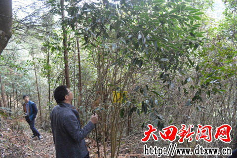 长在大寨山古道边的野生古茶树.jpg