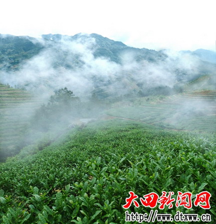 谢洋蜜柚茶山 （林建伟摄）.jpg