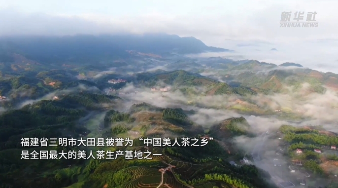  新华社 | 福建大田：“智慧茶园”香飘万里