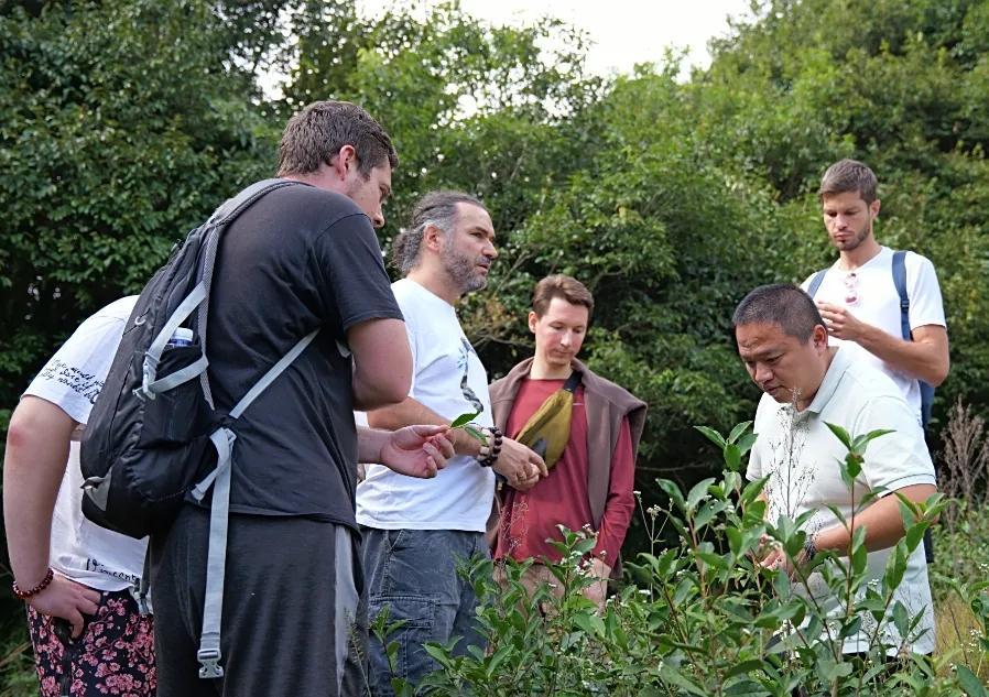  跨山越海！大田美人茶飘香欧洲市场
